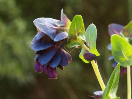 Leucographis - Cerinthe major - восковая трава